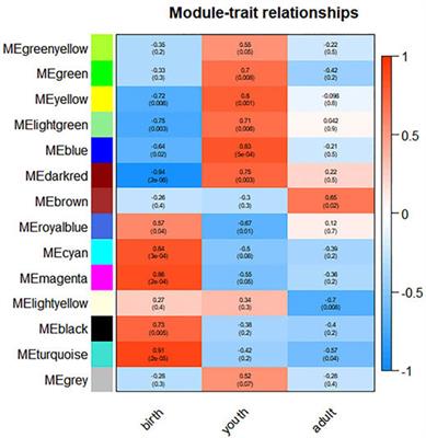 Transcriptome Analysis of Bovine Rumen Tissue in Three Developmental Stages